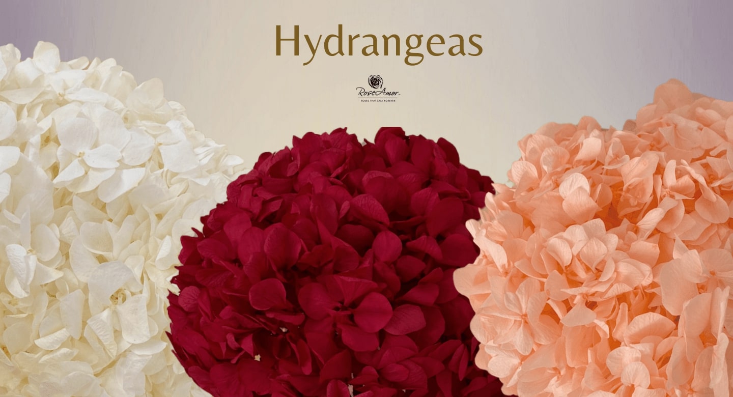 Preserved Hydrangea and Endless Roses: The Perfect Gift That Lasts