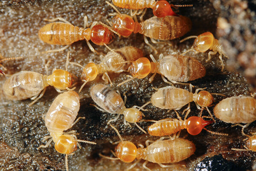 Termite control services in Lahore: Protect your home from these destructive pests