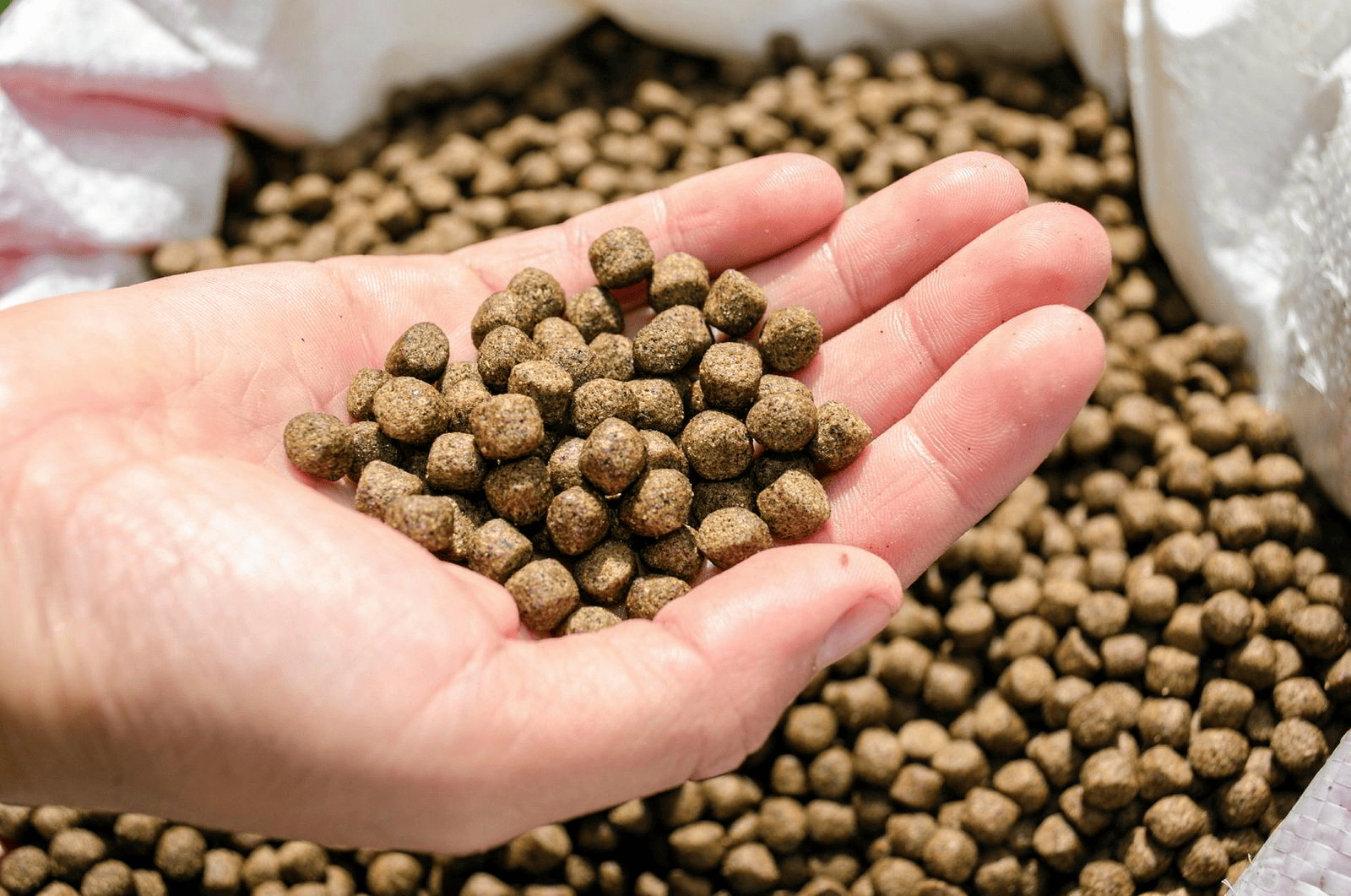 Fish Meal Market Overview, Global Demand, Leading Companies and Research Report 2023-2028