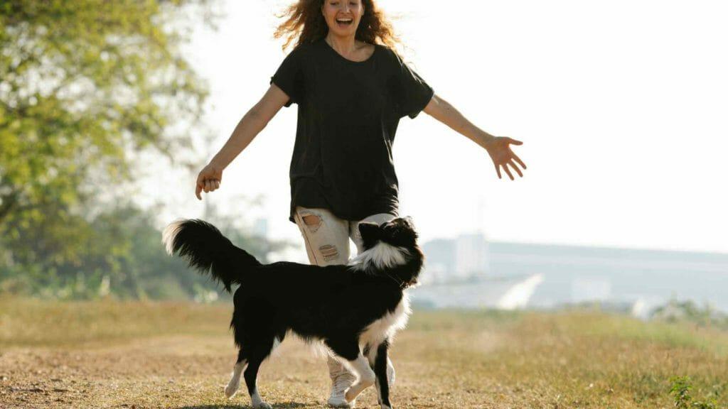 The Unbreakable Bond: Border Collies and Their Human Companions