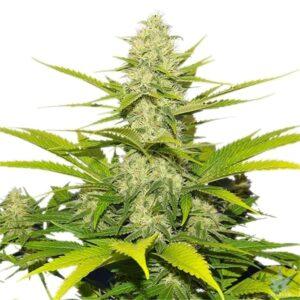A Beginner’s Journey: How to Successfully Cultivate Marijuana Seeds in the USA
